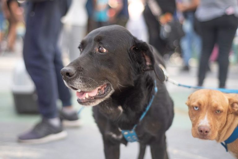 Atención se modificó el cronograma de turnos para castraciones de