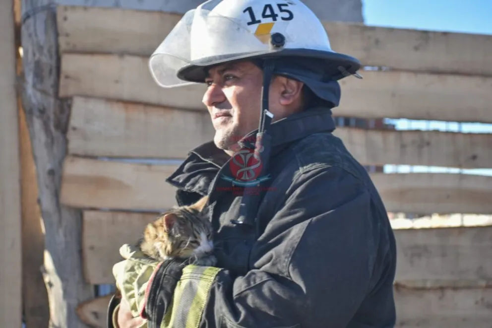 Bomberos rescataron a un gato atrapado en el interior de una casa en llamas