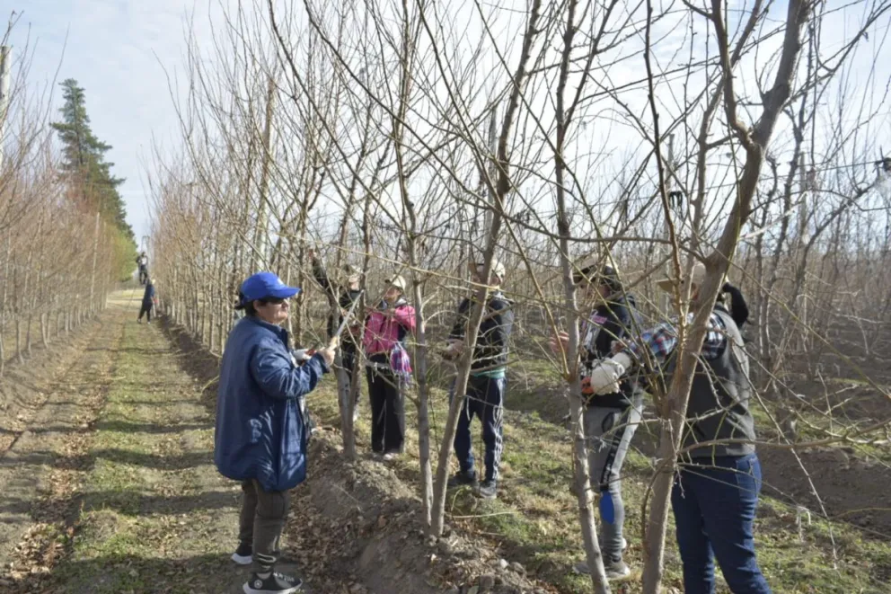 Trabajadores del Alto Valle fueron capacitados en poda de frutales carozo y pepita 