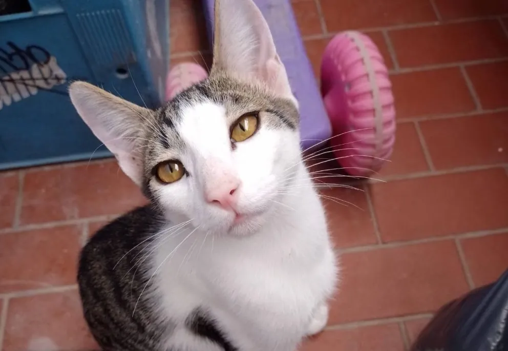 Todos por Luiggi: el gatito tiene coronavirus y piden ayuda para pagar su tratamiento 