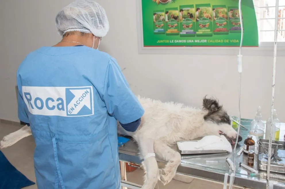 Iniciaron las castraciones gratuitas en cuatro barrios de Roca