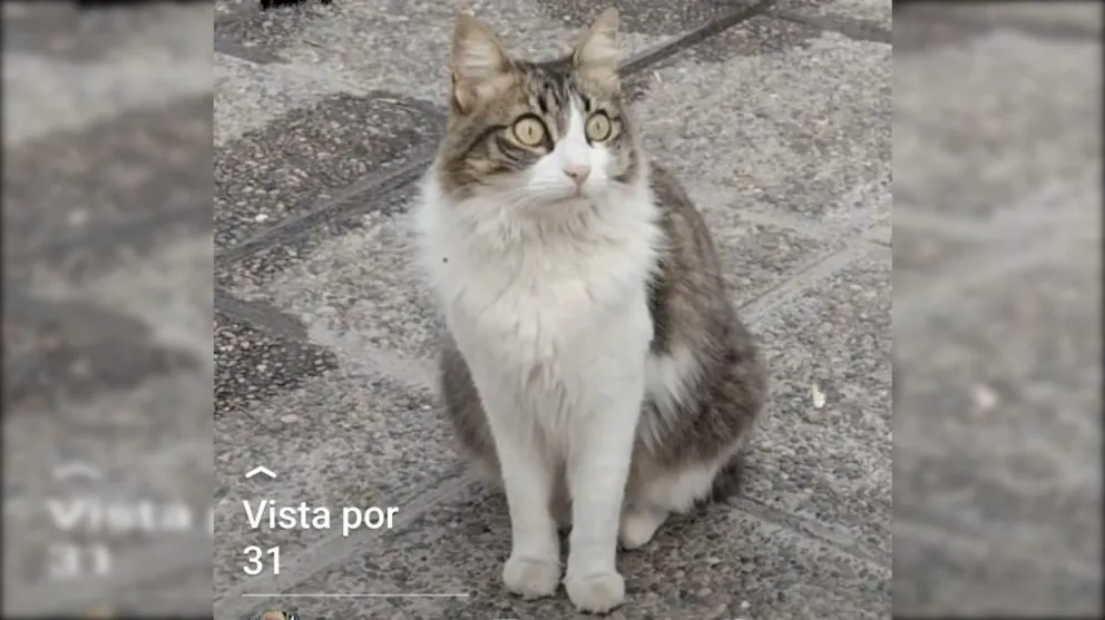 Desapareció la gatita de la Clínica Roca y las administrativas buscan recuperarla 