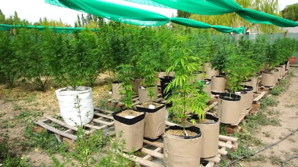 Fundación GEN presenta su Incubadora de proyectos relacionados al cáñamo industrial y cannabis medicinal