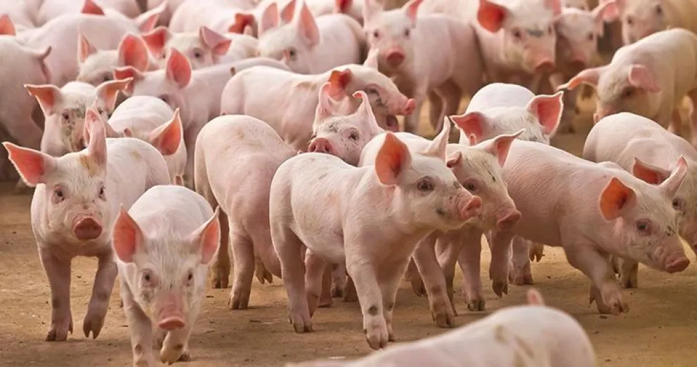 Triquinosis en la región: ¿comer o abstenerse de consumir carne de cerdo?