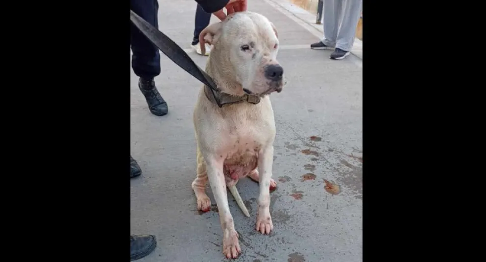 Héroes: Le salvaron la vida a un perro caído en el Canal Grande 