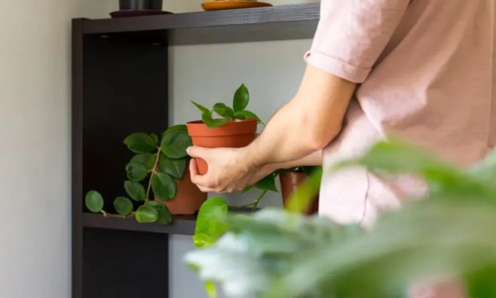 No deberías tener estas plantas en tu casa porque pueden traerte mala suerte 