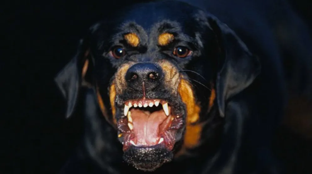 Una familia se fue de vacaciones pero la pasó muy mal por el ataque de un perro