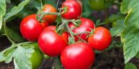Alerta sanitaria desde Senasa por un virus que afecta la producción del tomate pero no reviste daño humano