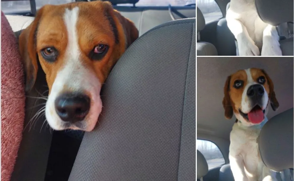 Rescató a un perro atacado y su familia lo encontró gracias a una publicación en redes sociales