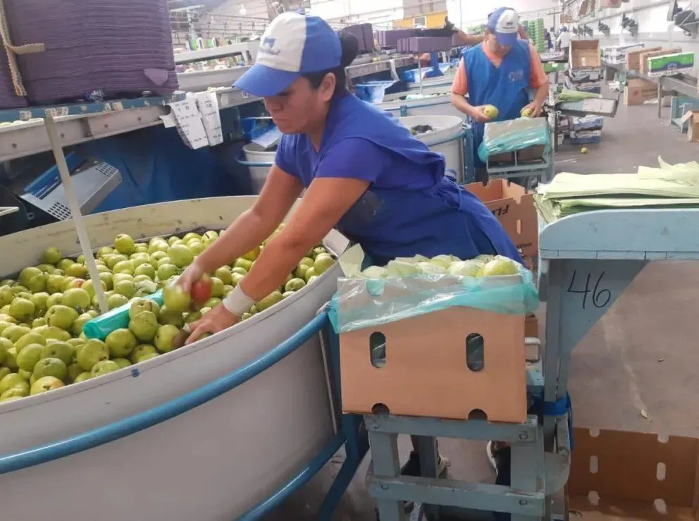 El esfuerzo de las embaladoras frutícolas dio lugar a una investigación en kinesiología