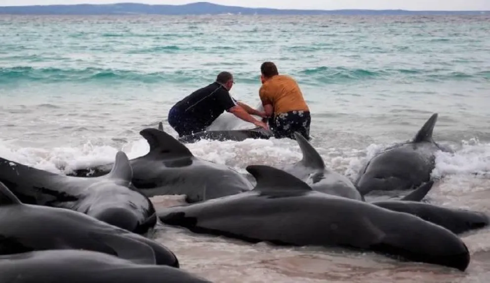 Australia: murieron las 51 ballenas que se encontraban varadas en la costa 