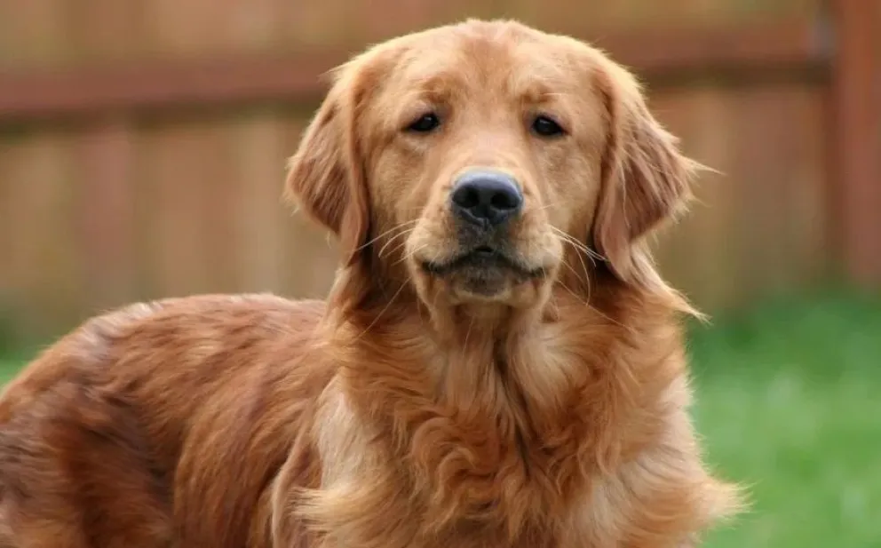 Su perro le arrancó la nariz a la vecina, y deberán indemnizarla con más de 3 millones de pesos