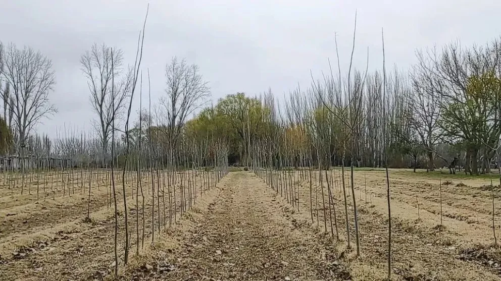 Entregarán arboles de vereda a todos los vecinos que se inscriban