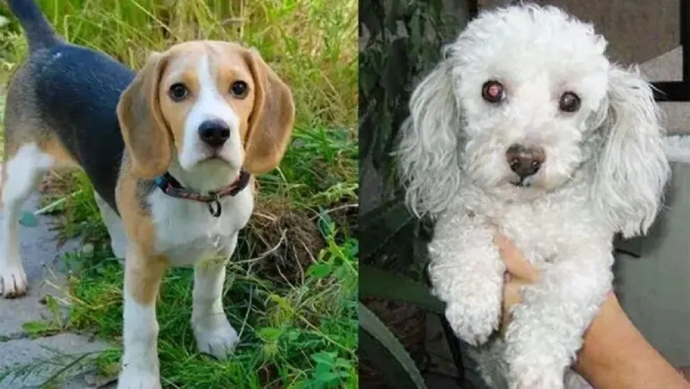  La desaparición de dos perros desencadenó un operativo policial interprovincial 