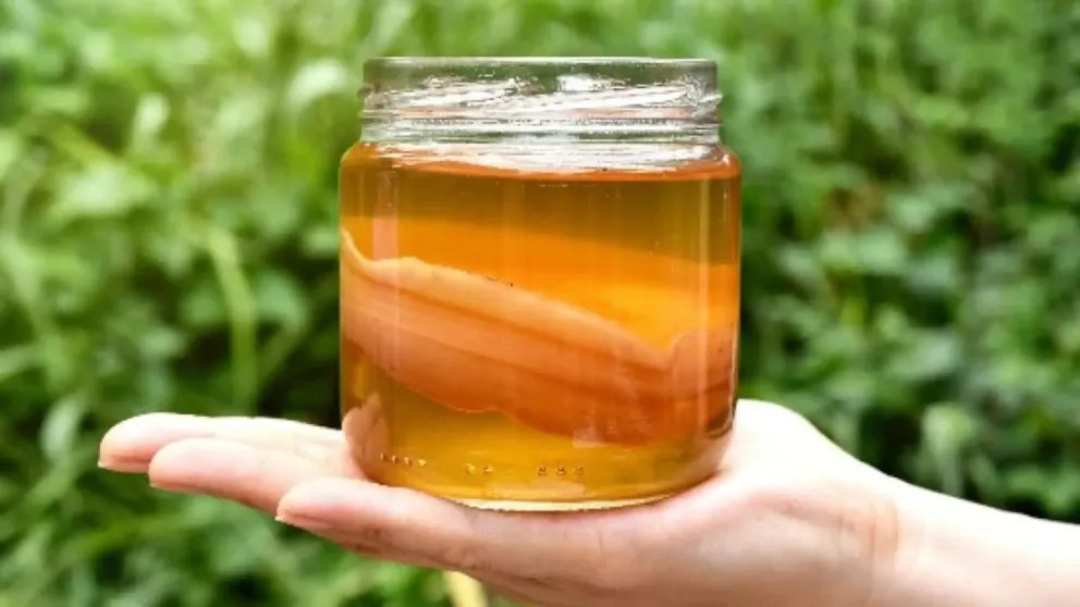 El té de kombucha, una bebida que reduce la glucemia y ayuda a controlar la diabetes