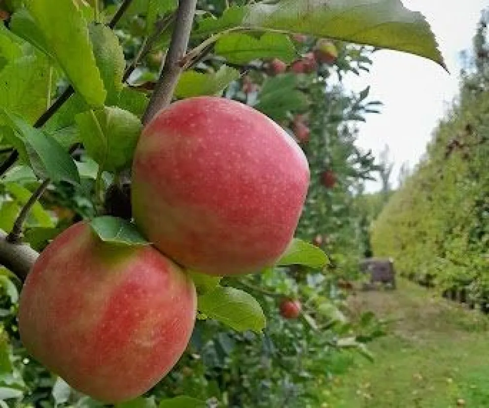 Se han perdido 14 mil hectáreas de frutas en el Alto Valle