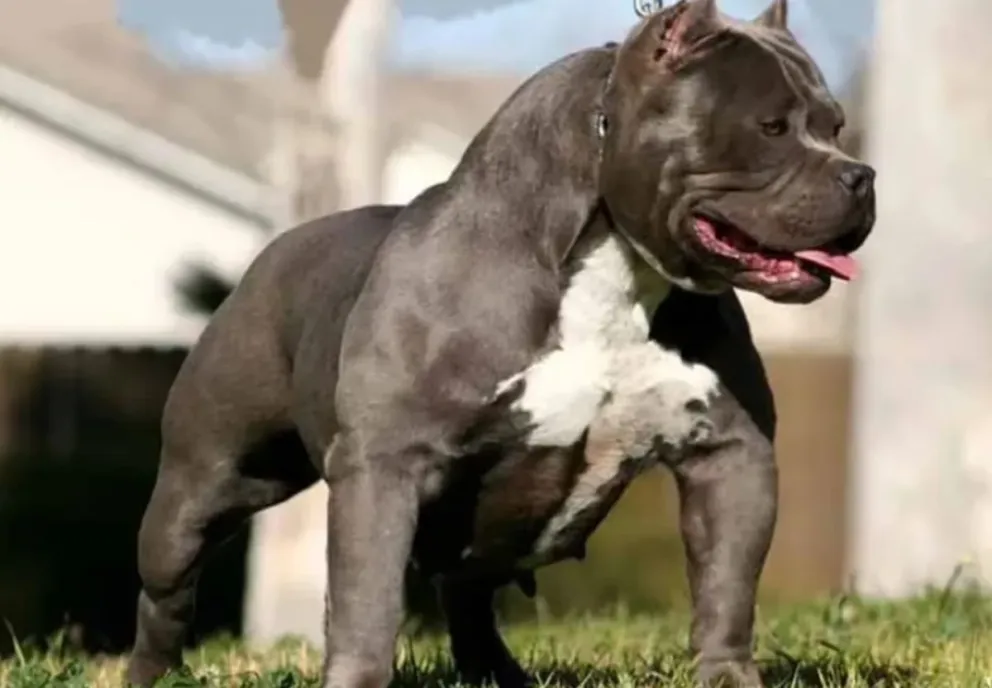 Una embarazada fue atacada por un pitbull y la dueña golpeó a la mujer