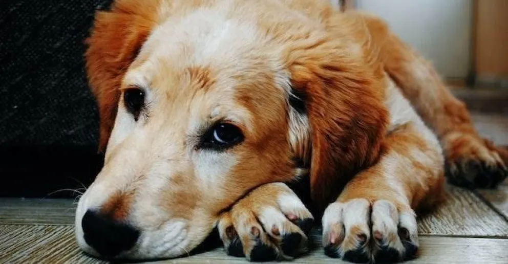Los perros pueden detectar a una mala persona, según un estudio 