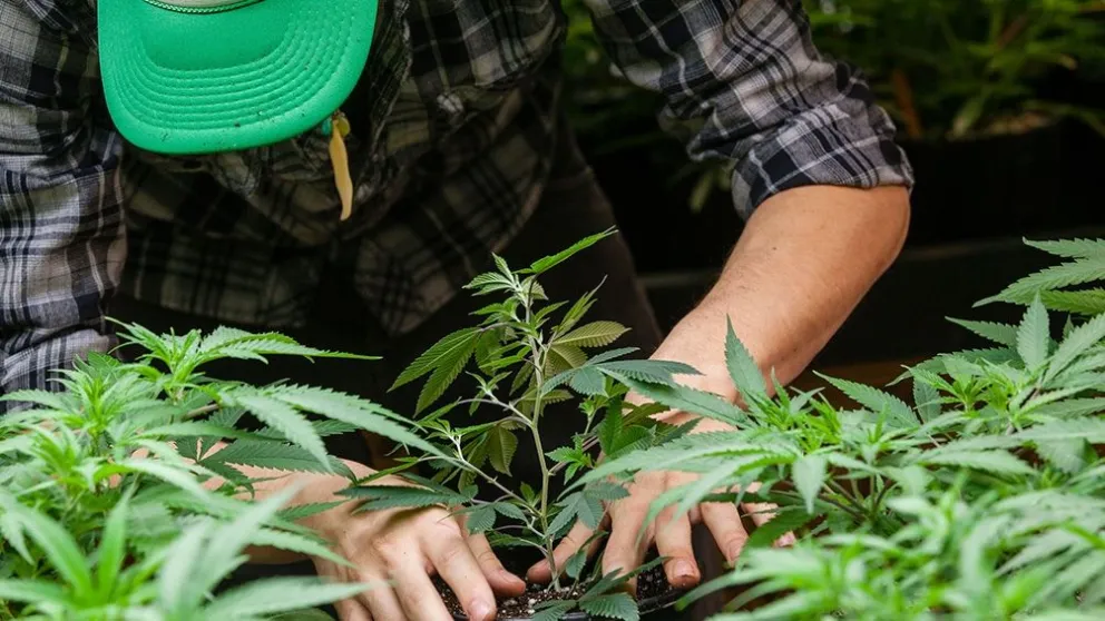El Gobierno reglamentó la Ley de Cannabis Medicinal: los detalles