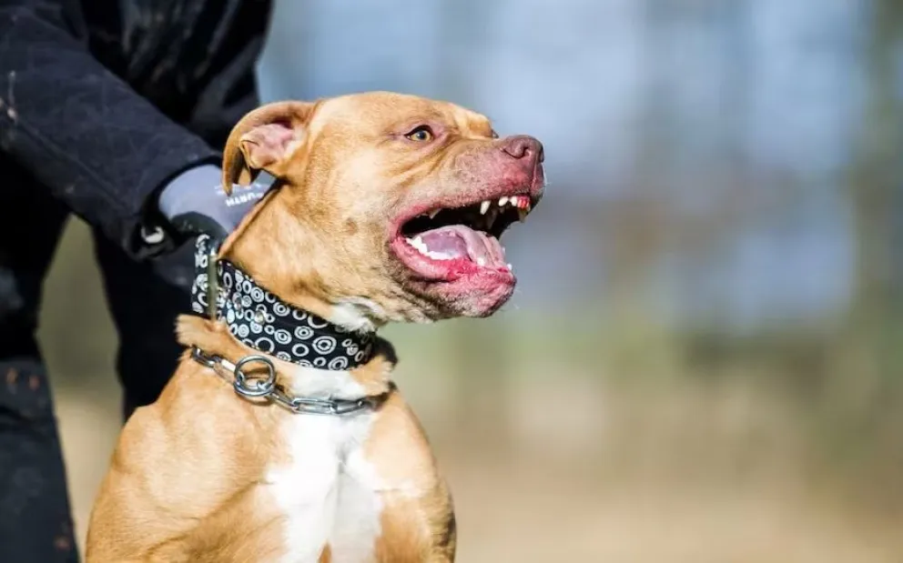 Un pitbull se escapó de su hogar, atacó a cinco personas y fue baleado por un policía 