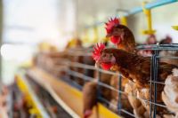 Argentina se declaró nuevamente como país libre de influenza aviar