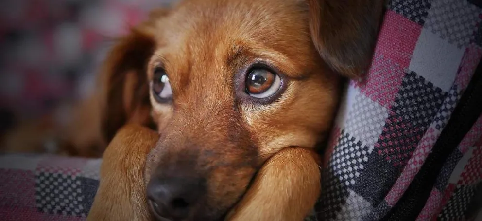 Acuerdo de mediación en Roca incluye régimen de cuidado compartido ¡también para las mascotas!