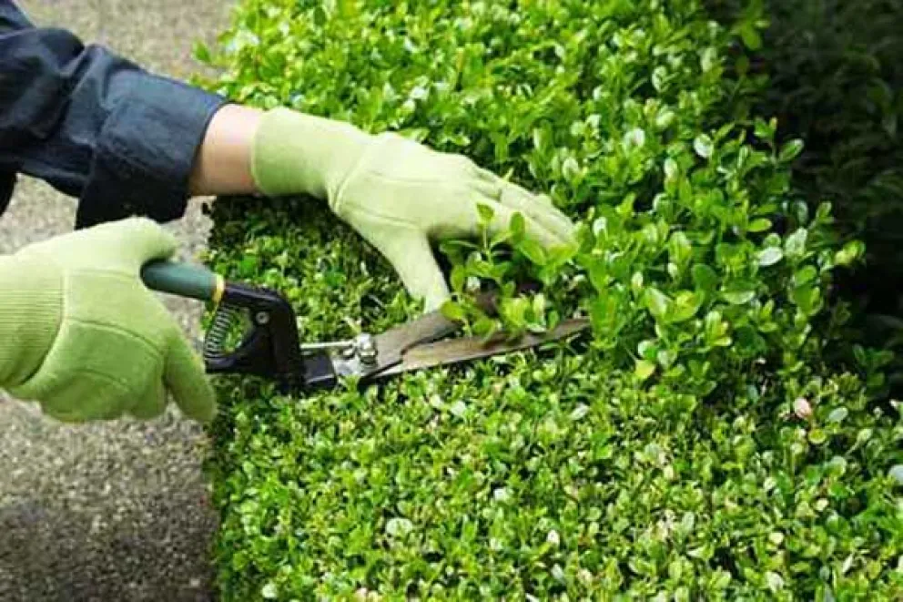 Se abre la preinscripción al curso “Mantenimiento de parques y jardines”
