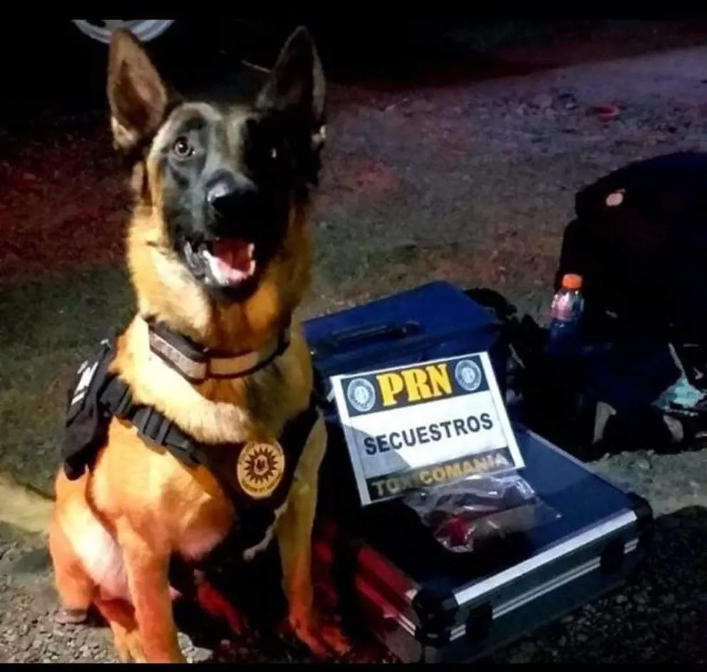 Condenaron a un narco que fue atrapado gracias al perro Máximo 