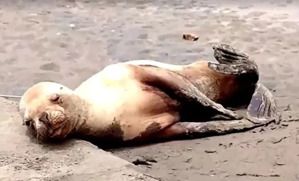Terrible: lobos marinos murieron por influenza aviar 