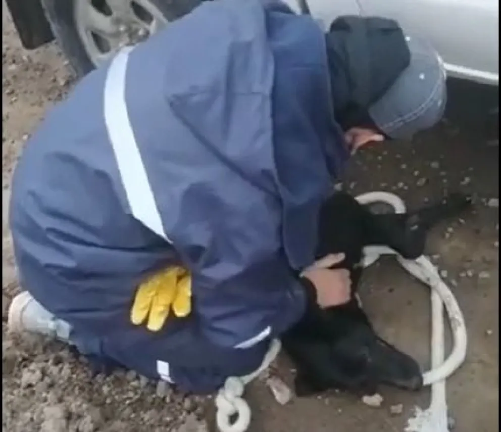IMAGENES SENSIBLES: llevaban a un perro ahorcándose colgado de una camioneta