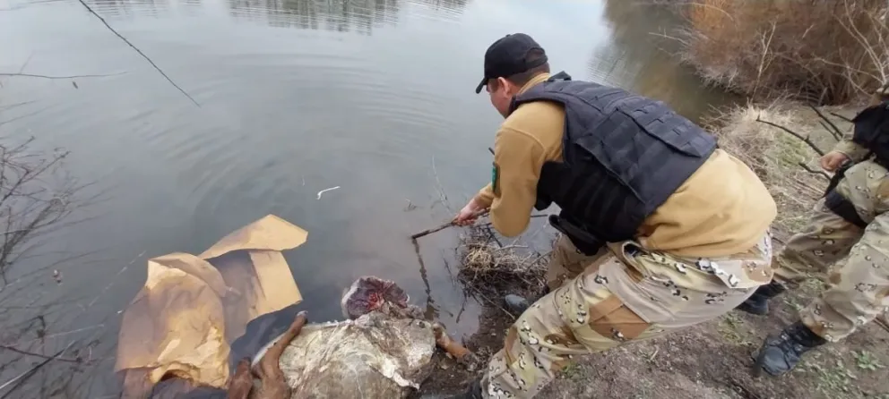 Escandaloso y despiadado caso de abigeato con una vaca a punto de parir