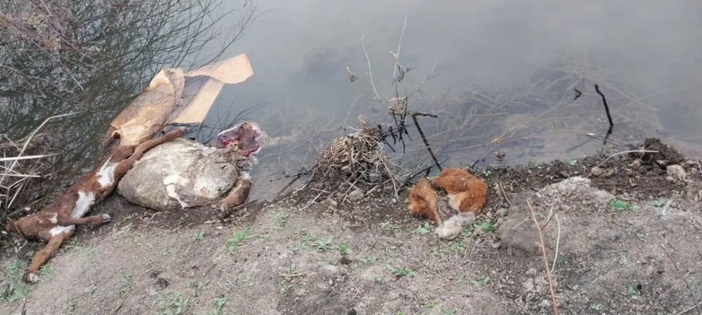 Pidieron prisión para cinco personas por faena clandestina de casi media tonelada de carne de caballo