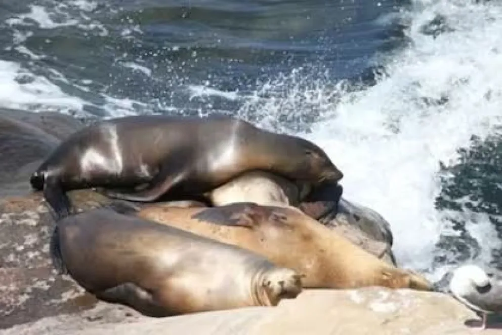 Impactante muerte masiva de lobos marinos: inestigan si puede ser gripe aviar