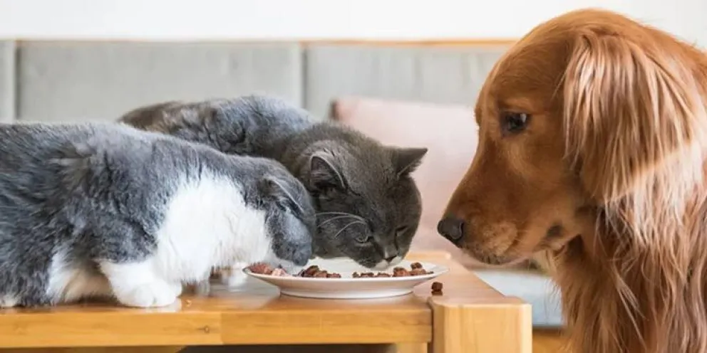 Mascotas: qué pasa si un perro come alimento para gato y por qué puede ser perjudicial