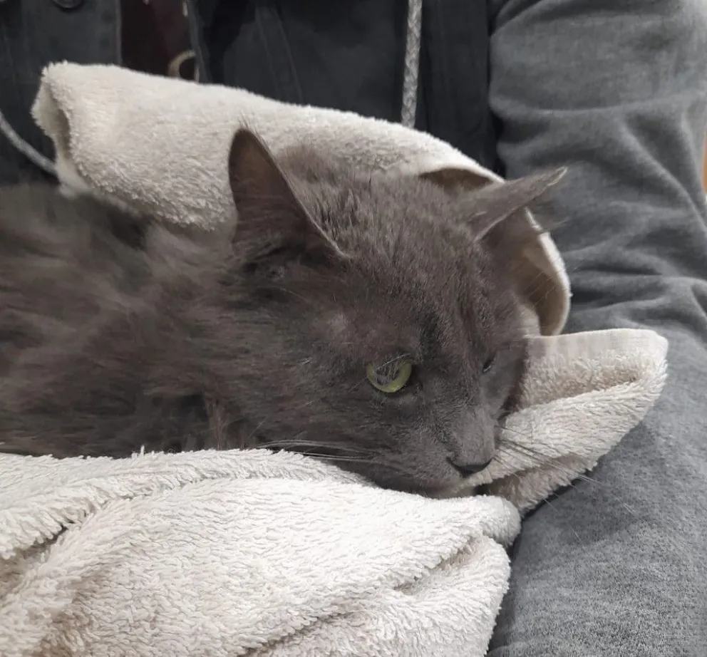 ¿Dónde estarán ubicados los quirófanos móviles desde este lunes?