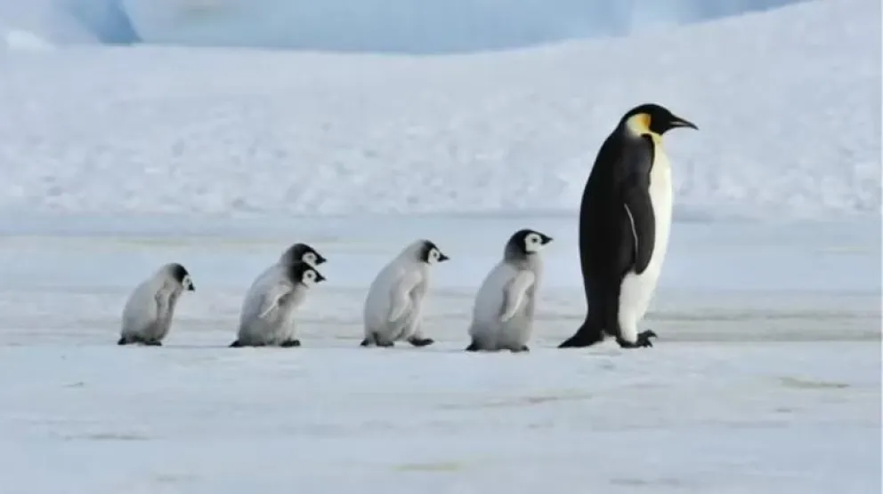 Preocupante disminución de la reproducción de pingüinos por derretimiento del hielo antártico