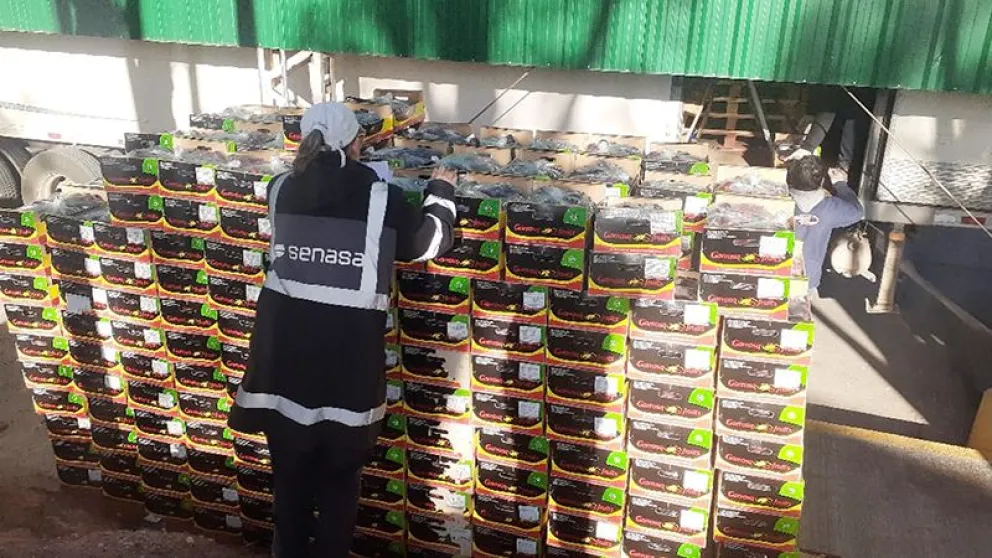 Frustraron el ingreso a la Patagonia de 4 toneladas de ciruelas importada de España