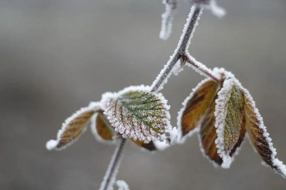 Clima: siguen las heladas matinales en el Alto Valle