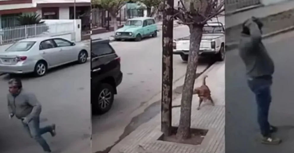 Video: perro se sube a una camioneta, pone primera y provoca un choque