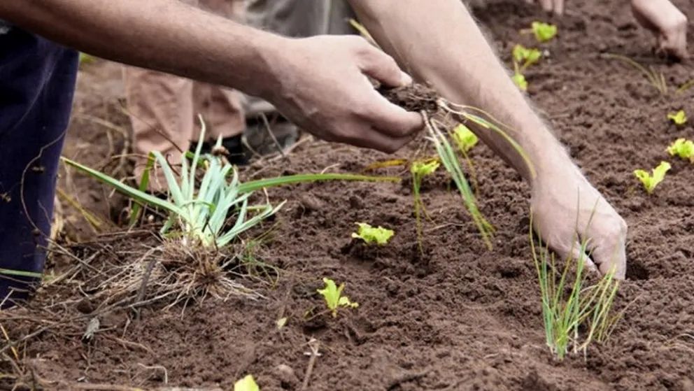 Curso taller gratuito de compostaje para la producción agroecológica de escala