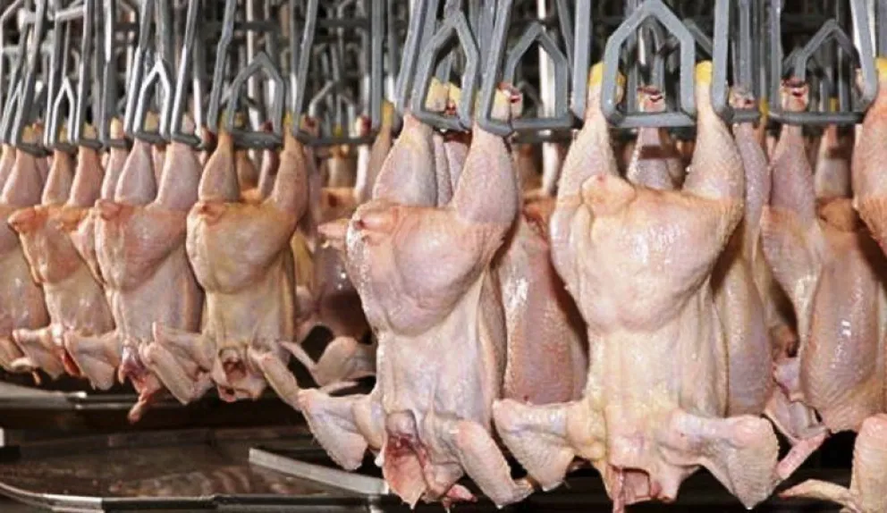 Argentina vuelve a exportar carne aviar a la Unión Europea