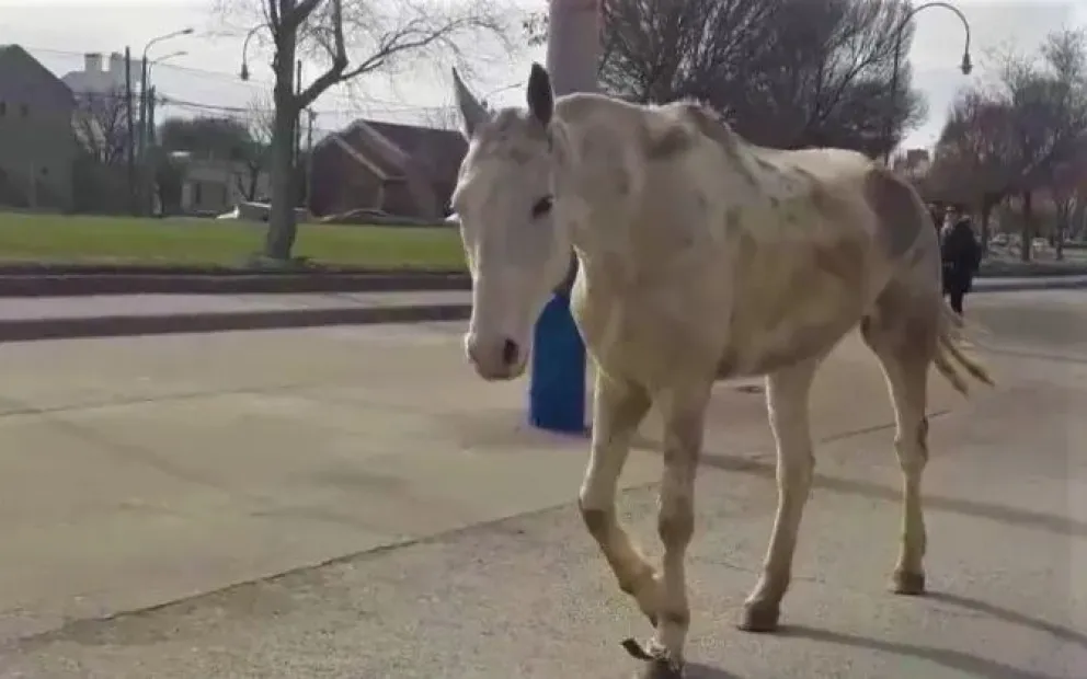 Caballo suelto en el centro de Roca genera preocupación en protectoras de animales