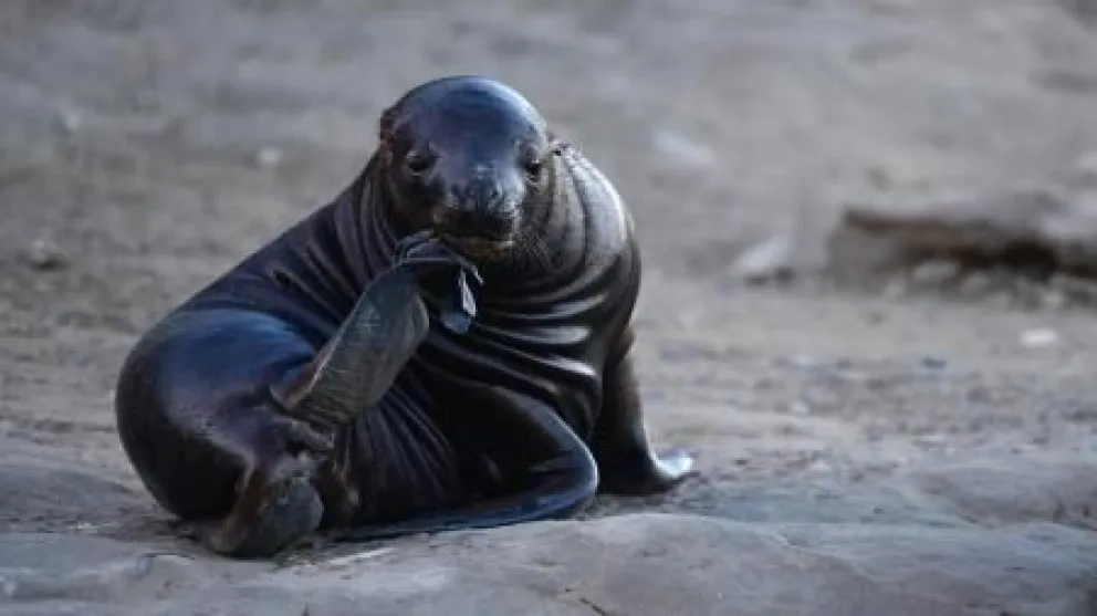 Nuevos casos de gripe aviar en lobos marinos en la costa rionegrina