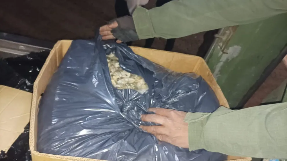 Querían atravesar la barrera fitosanitaria con 600 kilos de pulpa de ostras 