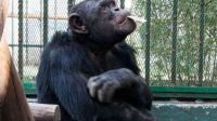 Expertos internacionales iniciaron visitas técnicas parael traslado del chimpancé Toti