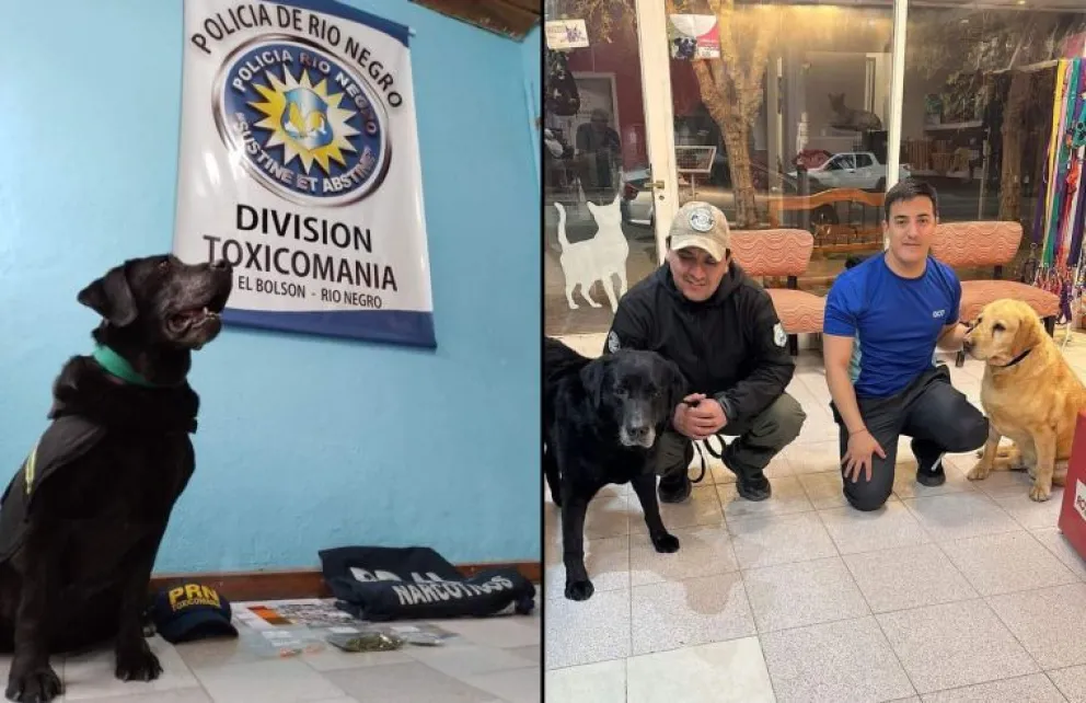Los canes Antú, Charlie y Rocco se retiran de la policía de Río Negro 