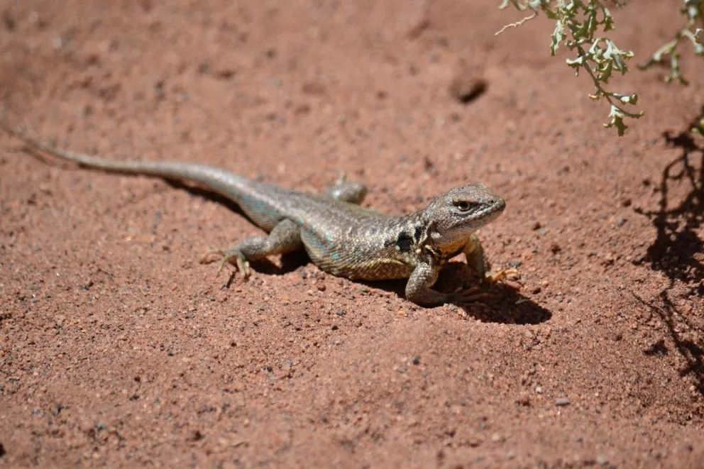 Presentaron en Roca a “Liolaemus kulinko”, una lagartija única en el mundo
