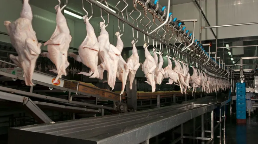 Departamento General Roca vuelve a exportar productos aviares al exterior