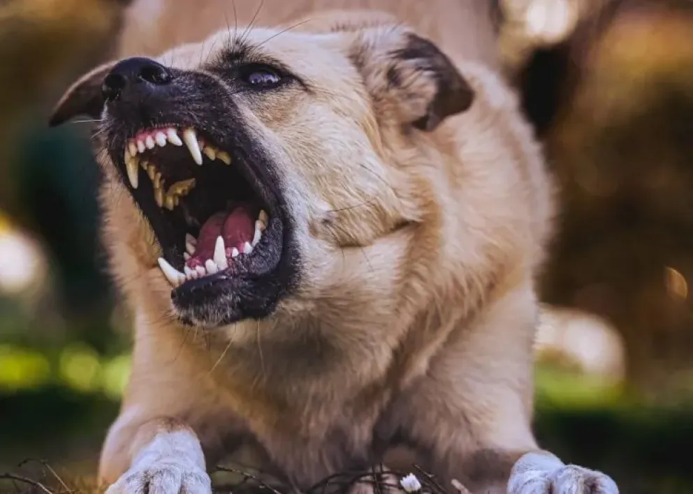 Murió tras ser atacada ferozmente por sus tres perros