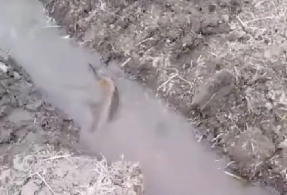 Una Carpa de gran tamaño apareció en un canal de riego y generó asombro